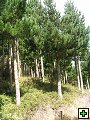 thn_NZ leden-unor 2006 142.jpg